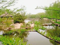 -渡海小渔村.老辈日照菜