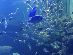-重庆欢乐海底世界