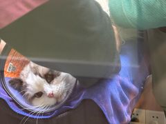 -瑞鹏宠物医院·宠保定点·心脏科·内科(御桥分院)