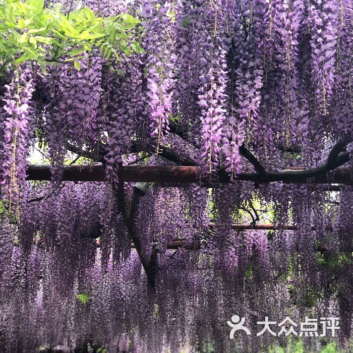 嘉定紫藤園圖片-北京公園-大眾點評網