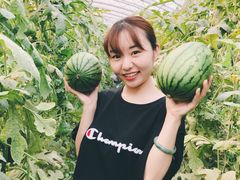 -庞各庄西瓜蔬菜采摘园·锦华瓜园