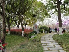 -高东镇樱花园