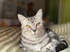 -艾贝尔宠物诊疗