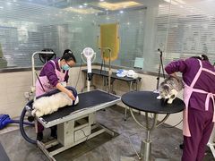 -暖阳宠物医院·犬猫康复中心·骨科