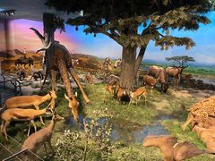 -国家自然博物馆