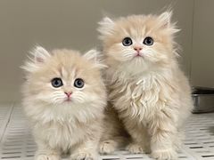 -lincat·猫舍(广州店)
