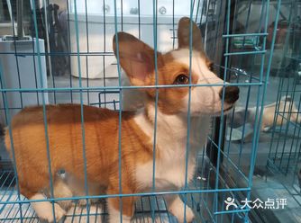 太可爱了叭 猫猫狗狗好治愈