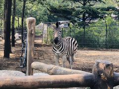 -大连森林动物园