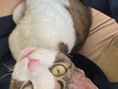 -momokira米努特·德文卷毛猫·棉花面纱犬