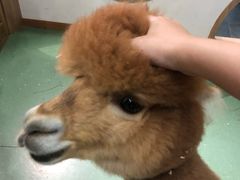 -藦茜花园宠物主题亲子互动体验馆(国顺东路店)