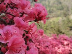 -木兰云雾山