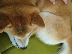 -是阿柴呀！柴犬咖啡·爱喵喵猫咖