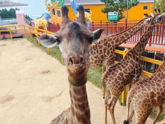 -西霞口神雕山野生动物世界