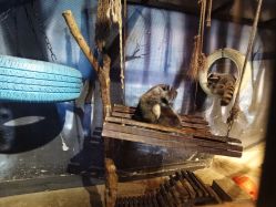 -酷嗒动物文化乐园(cutezoo西溪乐天城店)