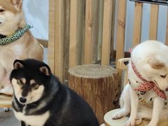 -柴迷FANS CLUB·柴犬狗咖·猫咖
