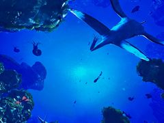 -海合安成都极地海洋公园