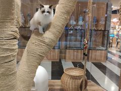 -袖虎·猫馆(体育西路店)