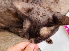 -喵屿·大理花园猫咖