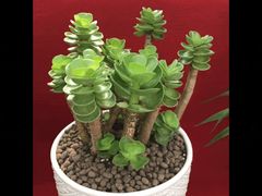 -龙大花卉苗木市场