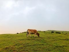 -大姆山草场
