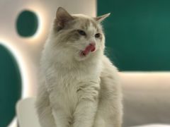 -飞行喵MR PILOT|猫舍·猫咖(静安大融城店)