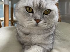 -喵的天空名猫咖啡馆·撸猫·猫舍·用品