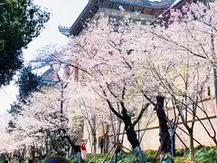 -武汉大学-樱园