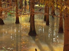 -桤木河湿地公园