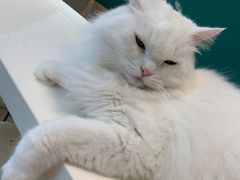 -飞行喵MR PILOT|猫舍·猫咖(静安大融城店)