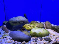 -上海海洋水族馆