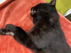 -艾吉宠物医院·疑难杂症转诊中心·猫友好(碧江路院)