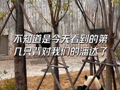 -成都大熊猫繁育研究基地