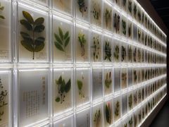 -广东中医药博物馆