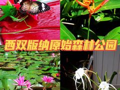 -西双版纳原始森林公园