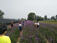 -曲江薰衣草庄园