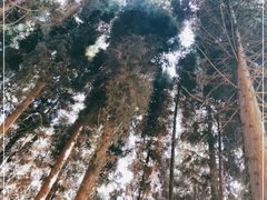 -武陵山森林公园
