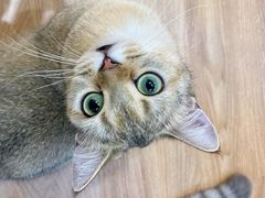 -COLOR PETS 撸猫馆·购猫·猫咖(长风大悦城店)