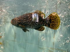 -怀德酒楼·粤菜·海鲜·茶点(怀德万象汇店)