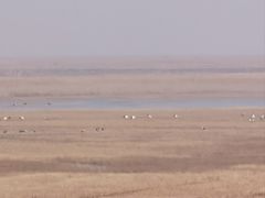 -盐城丹顶鹤湿地生态旅游区