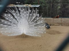 -秦皇岛野生动物园