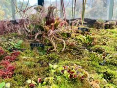 -国家植物园南园