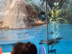 -帝企鹅自助餐厅•儿童岛•真企鹅(长隆企鹅酒店)