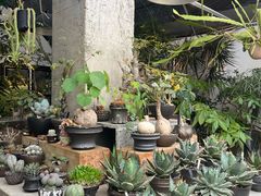 -自由生长植物工作室(深港花卉中心店)