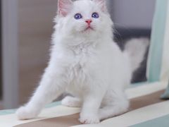 -Bastet sally猫舍购宠(静安店)