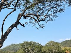 -丰依竹食·老牌竹筒饭