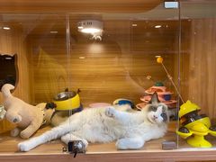 -猫十亿·布偶金渐层·曼基康矮脚猫舍(青年路店)