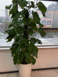 -雍禾植发