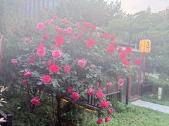 -后海彼岸花园餐厅