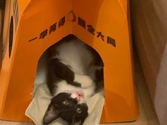 -瑞派天使宠物医院·神经外科·骨科·核磁(洛川中路店)