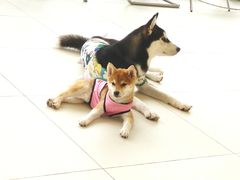 -怪兽屋·羊驼·猫咖·狗咖(俊华广场店)